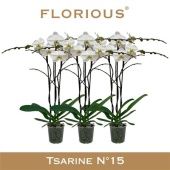 Фаленопсис 3 ствола White (florious) d15 см h90 см