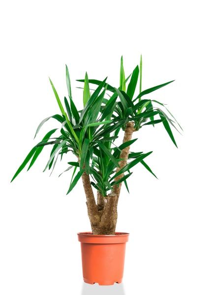 Юкка разветвленная 24/100 см Юкка разветвленная 24/100 см