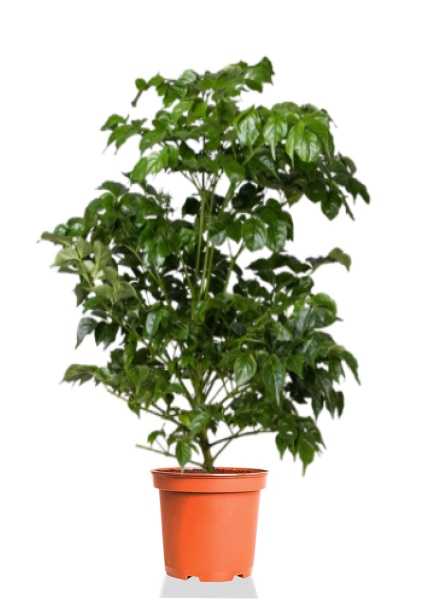 Радермахера Hainanensis d27 см h110 см