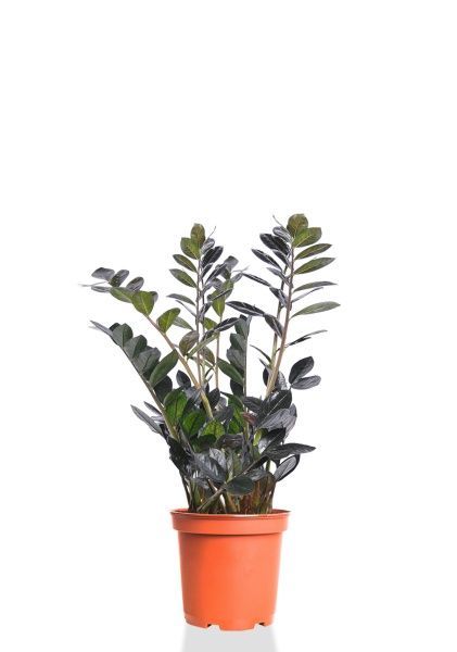 Замиокулькас Равен 15/50 см Замиокулькас Равен 15/50 см