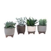 Суккуленты микс In Vogezen Keramiek d12 см h15 см