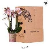 Фаленопсис Kolibri Pink 3 Spike Sleev d9 см h40 см