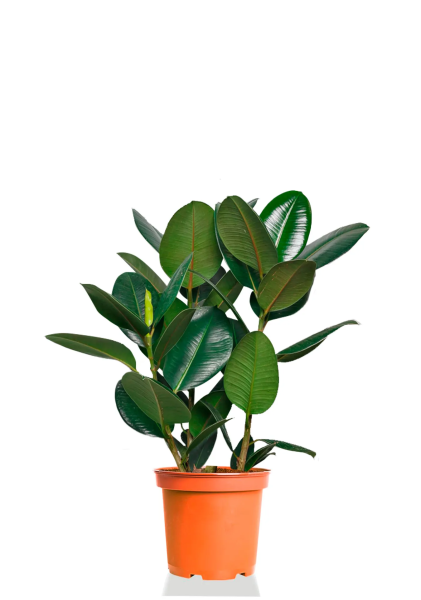 Фикус Эластика 21/55 см Фикус Эластика 21/55 см