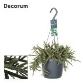 Рипсалис Бацифера d17 см h30 см