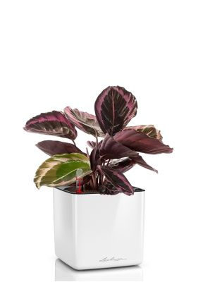 Калатея Розеопикта 15/40 см в CUBE GLOSSY 16, белый блестящий Калатея Розеопикта 15/40 см в CUBE GLOSSY 16, белый блестящий