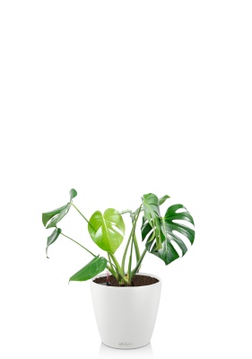 Монстера Делициоза 14/50 см в CLASSICO COLOR 18