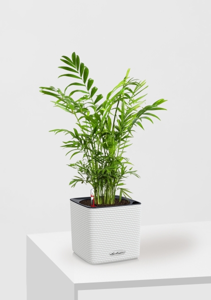 Хамедорея Элеганс 12/45 см в CUBE COLOR 14