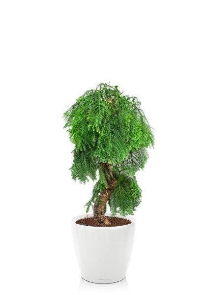 Араукария бонсай 40/110 см в CLASSICO LS 43