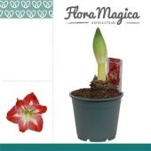 Гиппеаструм Exotic Striped Flora Magica 1 ствол d14 см h30 см