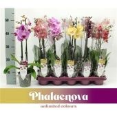 Фаленопсис 2 ствола Mix 14+ (phalaenova) d12 см h50 см тип 2 Фаленопсис 2 ствола Mix 14+ (phalaenova) d12 см h50 см тип 2
