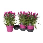 Целлозия пурпурная d19 см h50 см тип 1 Целлозия пурпурная d19 см h50 см тип 1