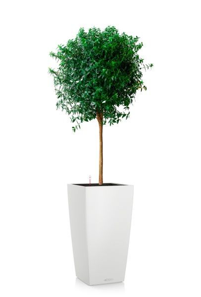 Мирт в CUBICO COLOR 30 Мирт в CUBICO COLOR 30