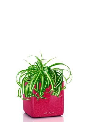 Хлорофитум Бонни 12/25 см в CUBE GLOSSY KISS 14, вишнево-розовый блестящий