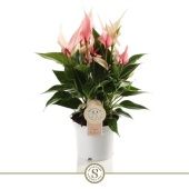 Антуриум Андрианум Лилли d12 см h40 см тип 1