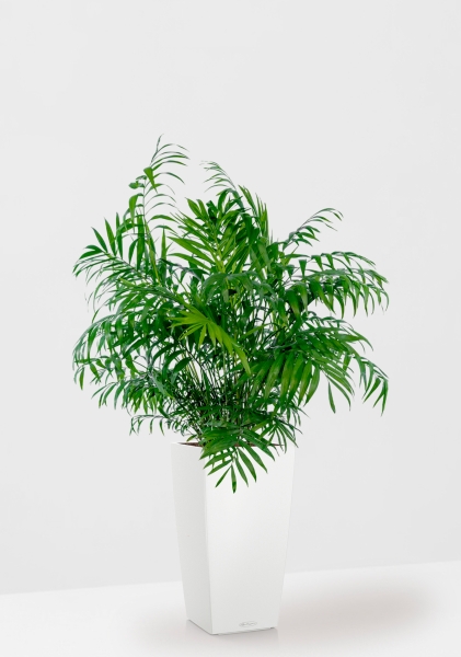 Хамедорея Элеганс 20/100 см в CUBICO COLOR 30 Хамедорея Элеганс 20/100 см в CUBICO COLOR 30