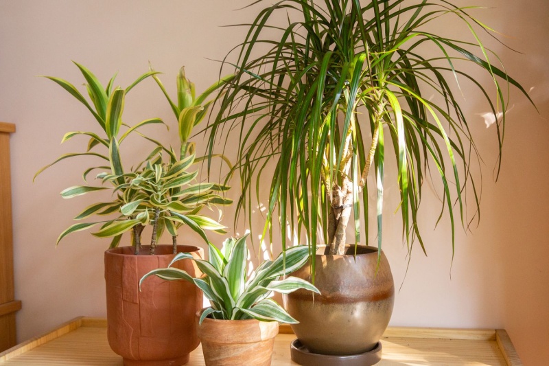 Драцена: неприхотливое растение для дома и офиса Драцена: неприхотливое растение для дома и офиса