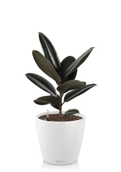 Фикус Эластика Абиджан 17/55 см в CLASSICO COLOR 21 Фикус Эластика Абиджан 17/55 см в CLASSICO COLOR 21