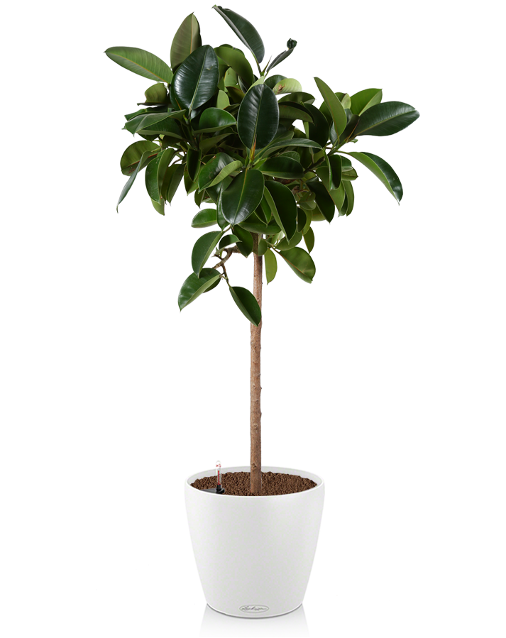 Фикус Эластика в CLASSICO COLOR 60 Фикус Эластика в CLASSICO COLOR 60