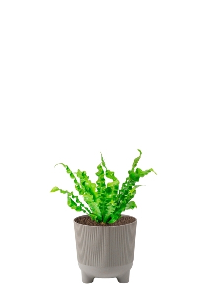 Асплениум Криспи Вейв 12/30 см в ARIA 14 jumper