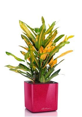 Кротон Санни в CUBE GLOSSY KISS 14, вишнево-розовый блестящий Кротон Санни в CUBE GLOSSY KISS 14, вишнево-розовый блестящий