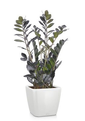 Замиокулькас Равен в QUADRO LS 28, белый блестящий