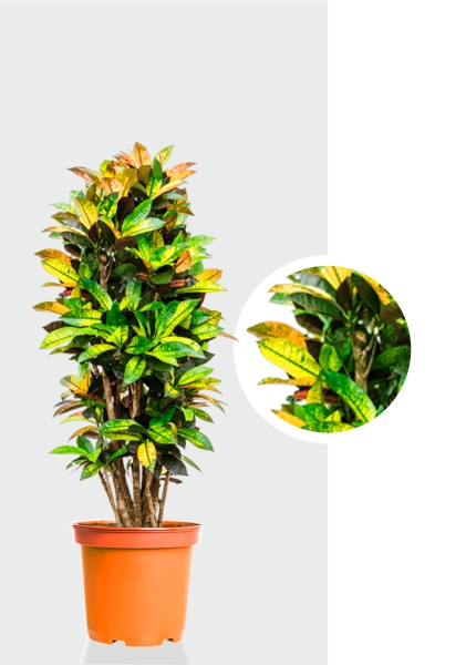 Кротон Кодиеум Миссис Айстон бранч d27 см h120 см