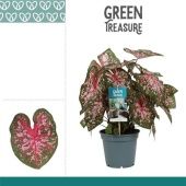 Каладиум розовый d17 см h40 см