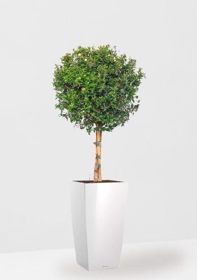 Мирт на стволе 19/75 см в CUBICO 22 Мирт на стволе 19/75 см в CUBICO 22