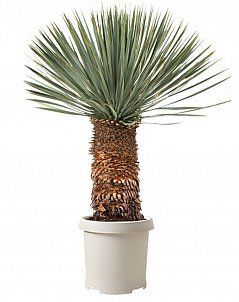 Юкка Рострата 50/130 см