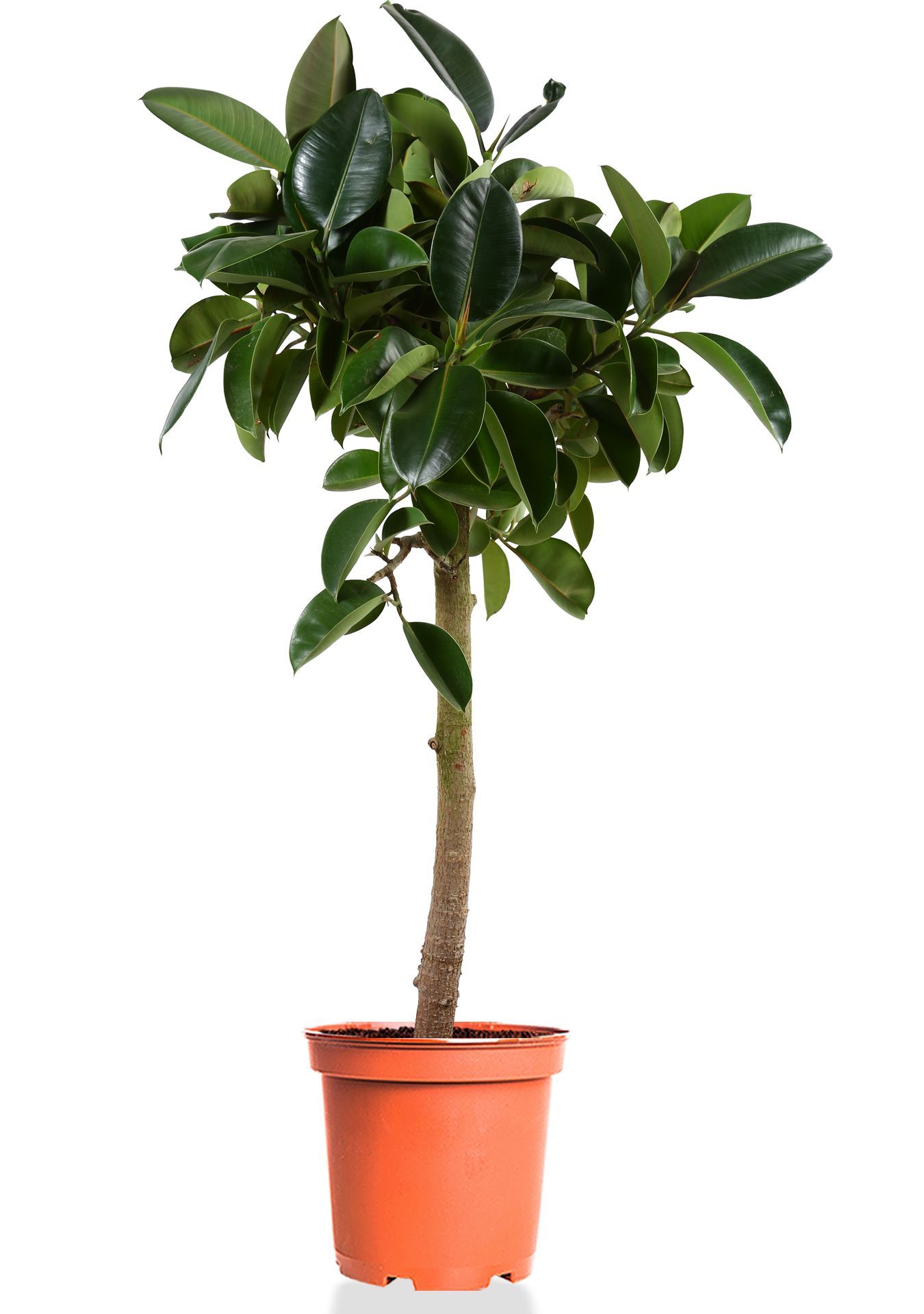 Фикус Эластика Робуста на штамбе 40/180 см