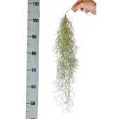 Тилландсия Usneoides X12 d3 см h50 см