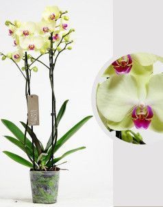 Орхидея Фаленопсис 2 ствола желтая 12/60 см