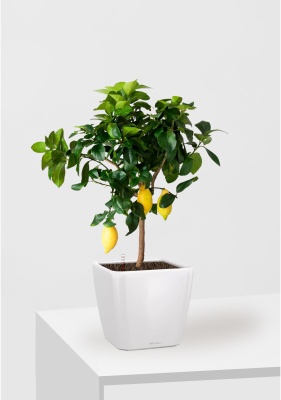 Цитрус Лимон 21/80 см в QUADRO LS 28, белый блестящий