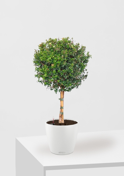 Мирт на стволе 19/75 см в CLASSICO COLOR 21 Мирт на стволе 19/75 см в CLASSICO COLOR 21