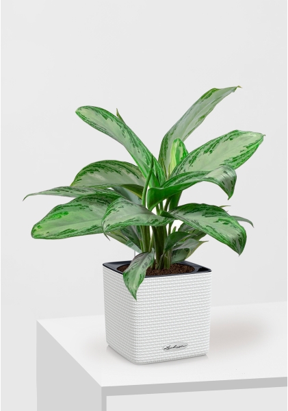 Аглаонема Сильвер Бей в CUBE COLOR 16