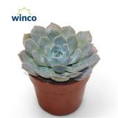 Эхеверия Грей Принц d8.5 см h12.5 см