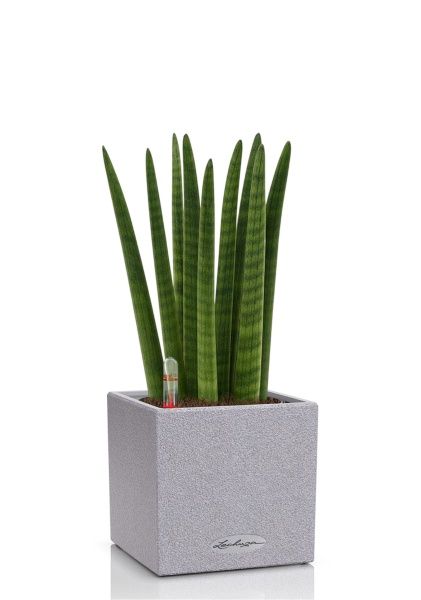 Сансевиерия Цилиндрика Спагетти 12/40 см в CANTO STONE 14