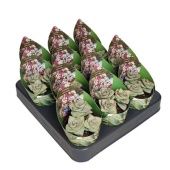 Крассула Перфората денежное дерево d6.5 см h8 см