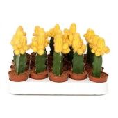 Гимнокалициум желтый d5.5 см h12.5 см тип 2 Гимнокалициум желтый d5.5 см h12.5 см тип 2