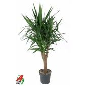 Юкка Branched d31 см 140 см