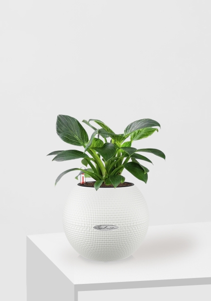 Филодендрон Биркин 12/30 см в PURO 20