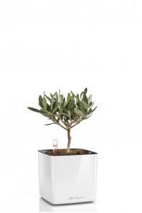 Олива в CUBE GLOSSY 14 Олива в CUBE GLOSSY 14