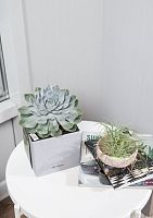 Эхеверия цветной микс 9/15 см в PURO 20 Эхеверия цветной микс 9/15 см в PURO 20