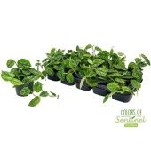 Сциндапсус Пиктус Argyraeus d12 см h15 см