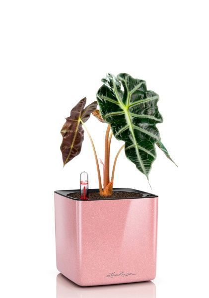 Алоказия Полли 12/30 см в CUBE GLOSSY KISS 14