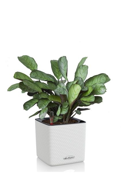 Ктенанта Амагрис в CUBE COLOR 14