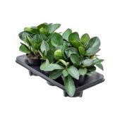 Пеперомия Clusiifolia Red Margin d14 см h25 см