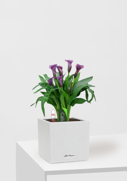 Калла микс фиолетовая 12/35 см в CANTO STONE 14 Калла микс фиолетовая 12/35 см в CANTO STONE 14