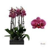 Фаленопсис 3 ствола Jaguar 20+ d12 см h65 см Фаленопсис 3 ствола Jaguar 20+ d12 см h65 см