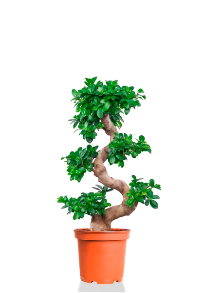 Фикус Микрокарпа Гинсенг 35/90 см Фикус Микрокарпа Гинсенг 35/90 см